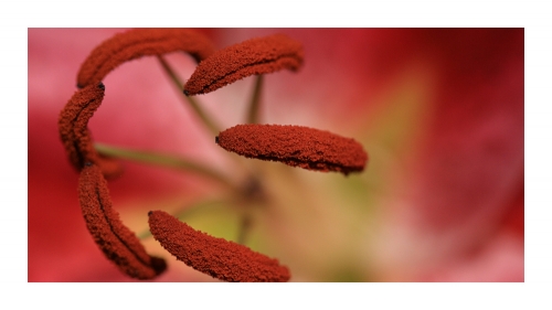 rot
